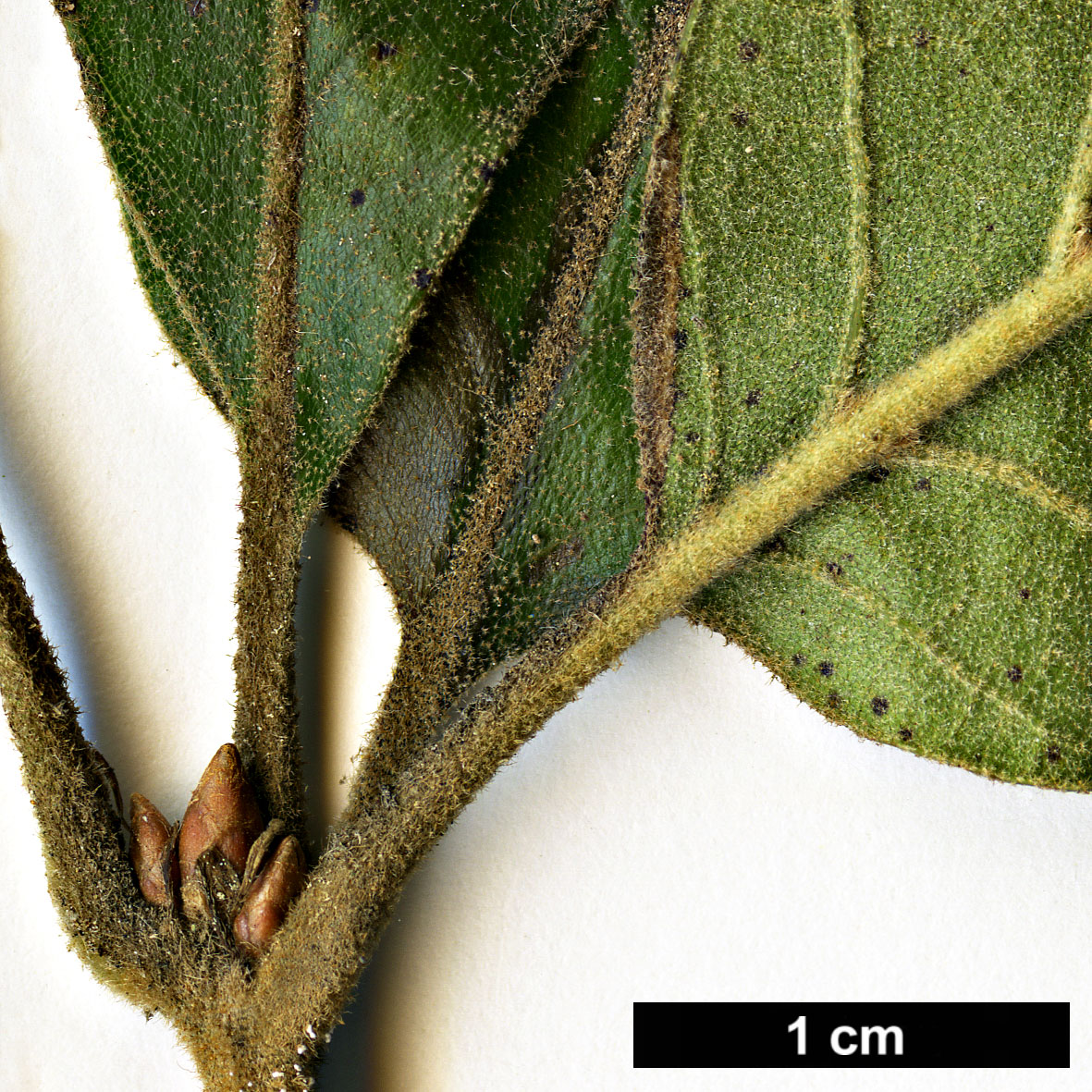 High resolution image: Family: Fagaceae - Genus: Quercus - Taxon: falcata × Q.velutina